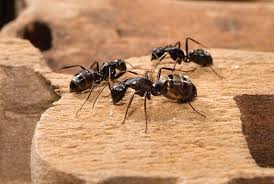 Hire Professional Ant Pest Control Sharjah Experts | Al Ameen Pest Control