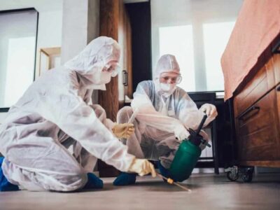 Hire Professional Ant Pest Control Sharjah Experts | Al Ameen Pest Control