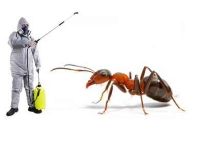 Say Goodbye to Ants with Trusted Ant Pest Control Sharjah Services!