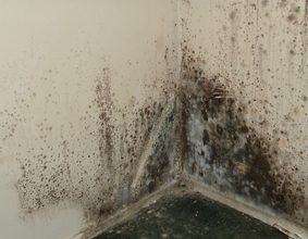 Pressure Roof Cleaning Riversdale