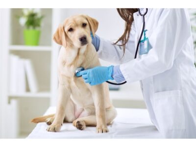 Park Hills Animal Hospital