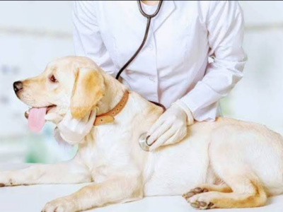 Pet Clinic in Noida Offering Complete Veterinary Care