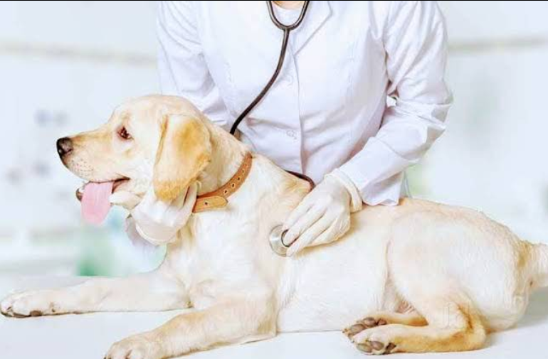 Pet Clinic in Noida Offering Complete Veterinary Care