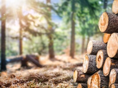 Vermont Forest Management Plan – Expert Guidance for Sustainable Land Stewardship